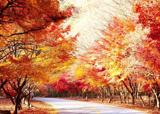 太金國際旅行社的旅遊行程介紹 太金國際旅行社的旅遊行程介紹圖片