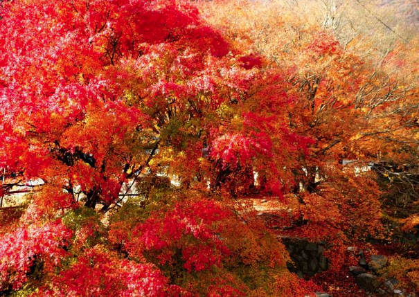 太金國際旅行社的旅遊行程介紹 太金國際旅行社的旅遊行程介紹圖片