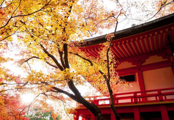 太金國際旅行社的旅遊行程介紹 太金國際旅行社的旅遊行程介紹圖片